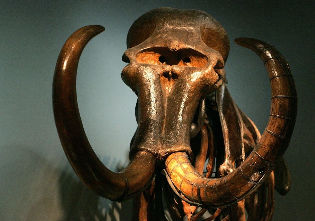 La cabeza y los colmillos de un mamut son exhibidos en un museo de Chicago. Se estima que hay más de 200 esqueletos de mamut en el aeropuerto que se construye en Santa Lucía.