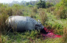 Batalla contra el comercio mortal de cuernos de rinoceronte