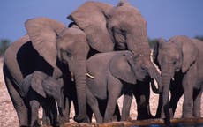 La vida silvestre está siendo destruida a un ritmo ‘nunca antes visto’, advierte WWF