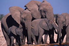 La vida silvestre está siendo destruida a un ritmo ‘nunca antes visto’, advierte WWF