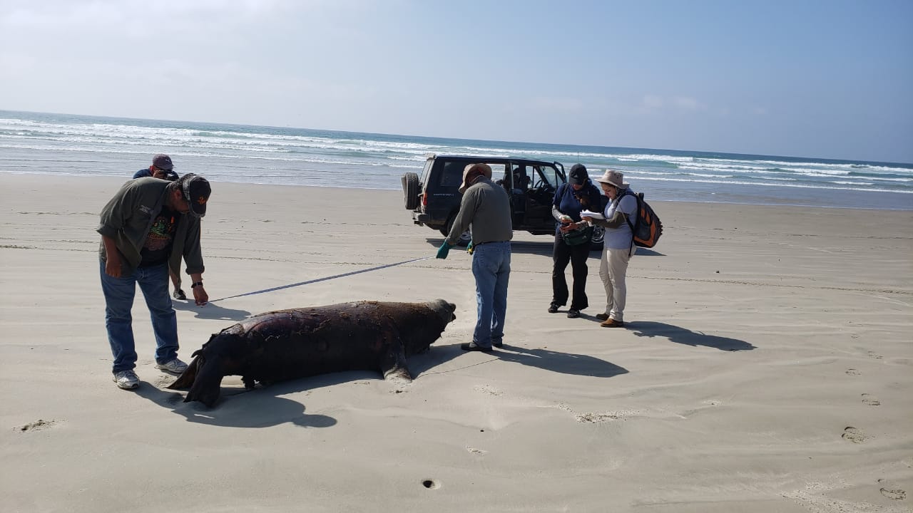Autoridades en México investigan luego de que 137 leones marinos fueran arrastrados a una playa