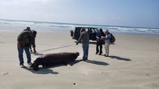 La muerte de leones marinos en una playa en México intriga a expertos