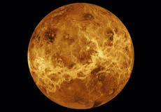 Se descubre evidencia de posible vida extraterrestre en Venus