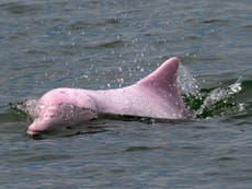Confinamiento provoca el regreso de los delfines rosados a Hong Kong