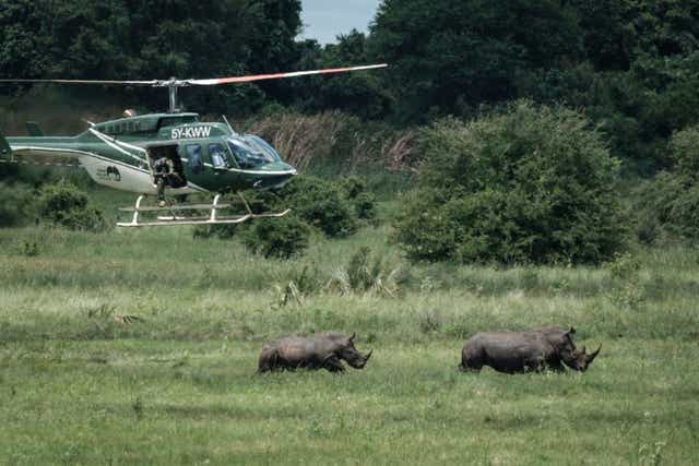 Rinocerontes en el Santuario de Rinocerontes del Parque Nacional Meru de Kenia.