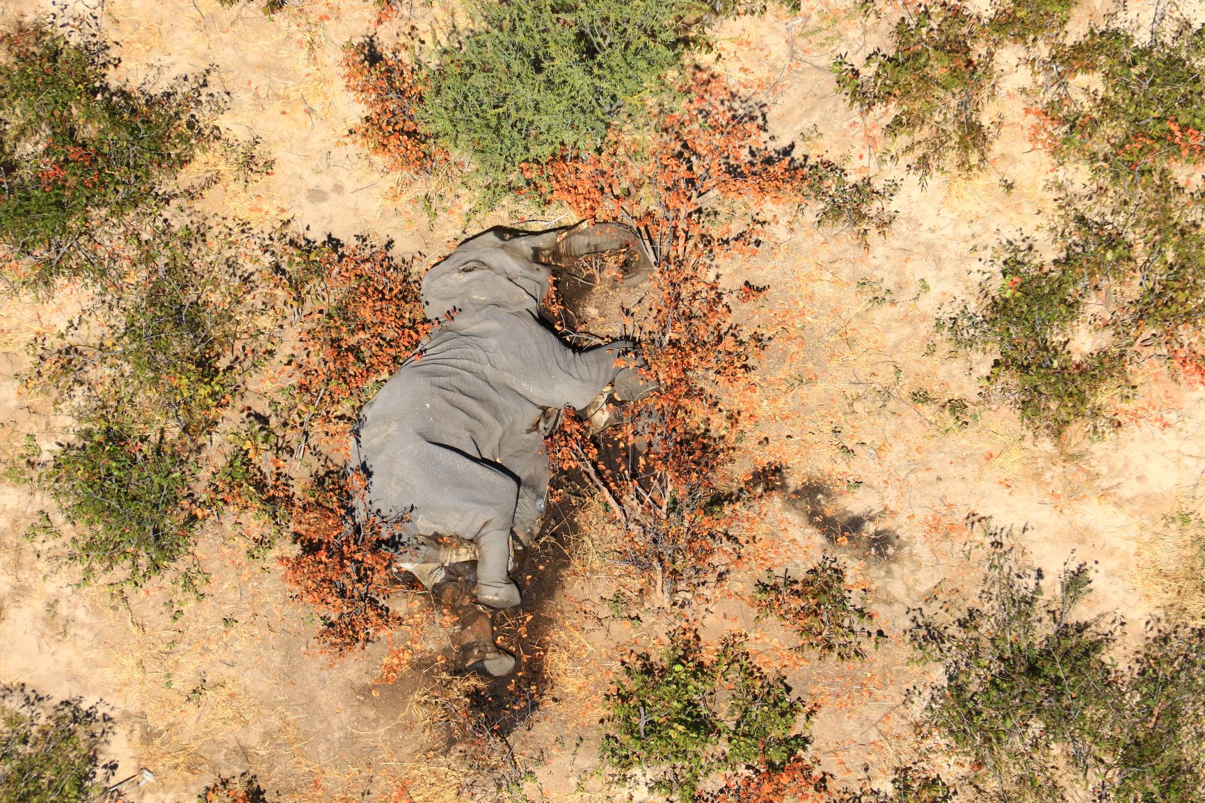 El cadáver de uno de los muchos elefantes que han muerto misteriosamente en el delta del Okavango en Botswana