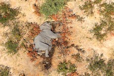 Autoridades de Botswana resuleven la misteriosa muerte de más de 300 elefantes 