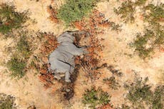 Resuelta la misteriosa muerte de más de 300 elefantes en Botswana