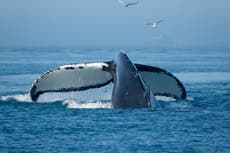 Una ballena logra salir viva de un río australiano lleno de cocodrilos