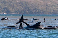 Rescatistas australianos salvan a 25 de 270 ballenas varadas