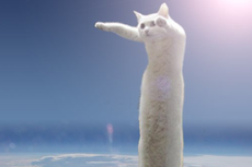 Muere el gato del meme ‘Longcat’ a los 18 años, el Internet está de luto