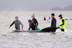 Cientos más de ballenas son encontradas varadas en la costa australiana