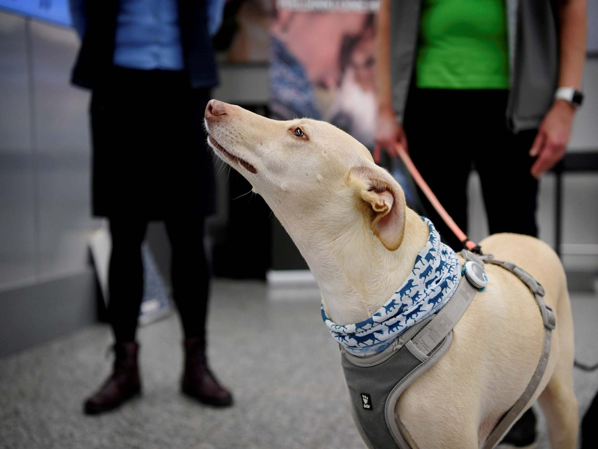 La mezcla de galgos de ocho años Kossi puede identificar el olor en solo siete minutos.