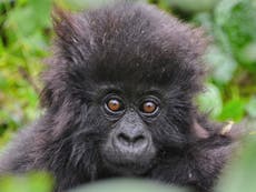 Más de 20 bebés gorilas nacidos en Ruanda reciben sus nombres en una ceremonia especial