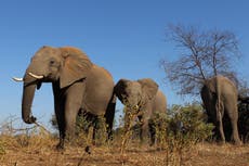 Refugio de vida silvestre de Florida acogerá a 30 ex elefantes de circo