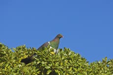 Paloma nativa de Nueva Zelanda regresa después de 24 años de ausencia