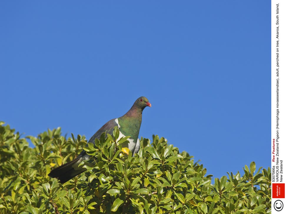 La paloma también conocida como kererū, se posa en un árbol en Akaroa en la Isla Sur de Nueva Zelanda.