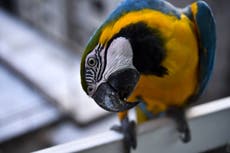 Zoológico separa a varios loros por decir palabrotas