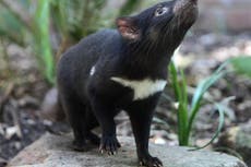 Australia recibe a sus primeros demonios de Tasmania en 3 mil años