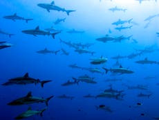 Ambientalistas rechazan los planes de usar hígado de tiburón en las vacunas contra el coronavirus