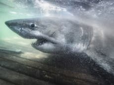Aparece un gran tiburón blanco único en Canadá 