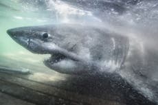 Aparece un gran tiburón blanco único en Canadá