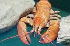 Extraña langosta salvada por pescadero es realojada en acuario