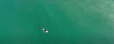 El surfista Matt Wilkinson libra la tragedia tras  encuentro con tiburón blanco gracias a un dron