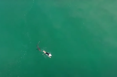 El surfista Matt Wilkinson libra la tragedia tras encuentro con tiburón blanco gracias a un dron