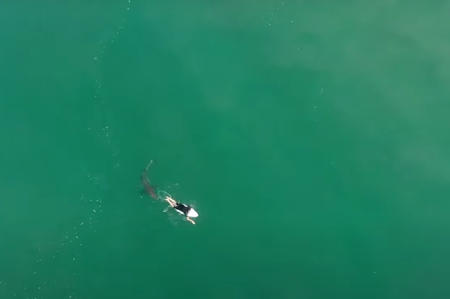 Un dron advirtió al surfista de la presencia de un tiburón en el área. 