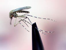 Científicos descubren por qué a los mosquitos les gusta la sangre