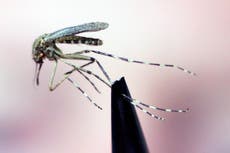 Científicos descubren por qué a los mosquitos les gusta la sangre