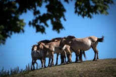 Zoológico de San Diego clona caballo en peligro de extinción