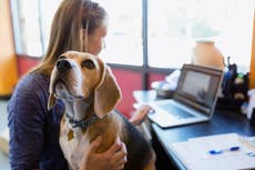 7 formas de aprovechar al máximo el trabajo desde casa si tienes mascotas