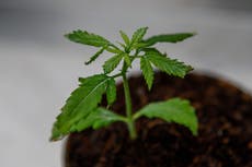 El cannabis podría impulsar economía del Reino Unido tras el COVID
