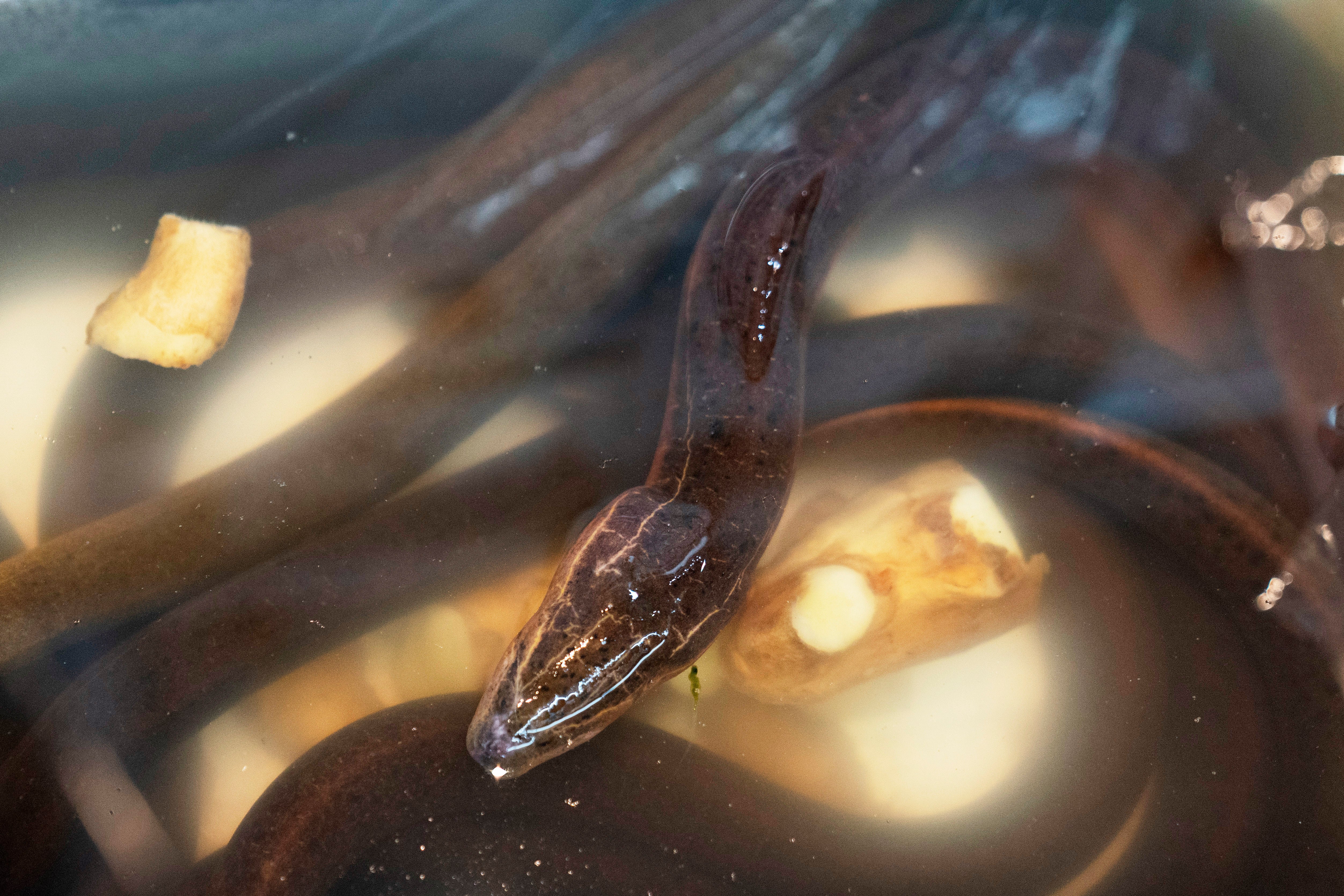Anguilas de pantano asiáticas