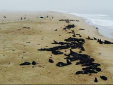 Mueren misteriosamente miles de crías de focas en Namibia