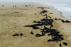 Mueren misteriosamente miles de crías de focas en Namibia