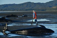 Más de una docena de ballenas muertas en una playa de Nueva Zelanda