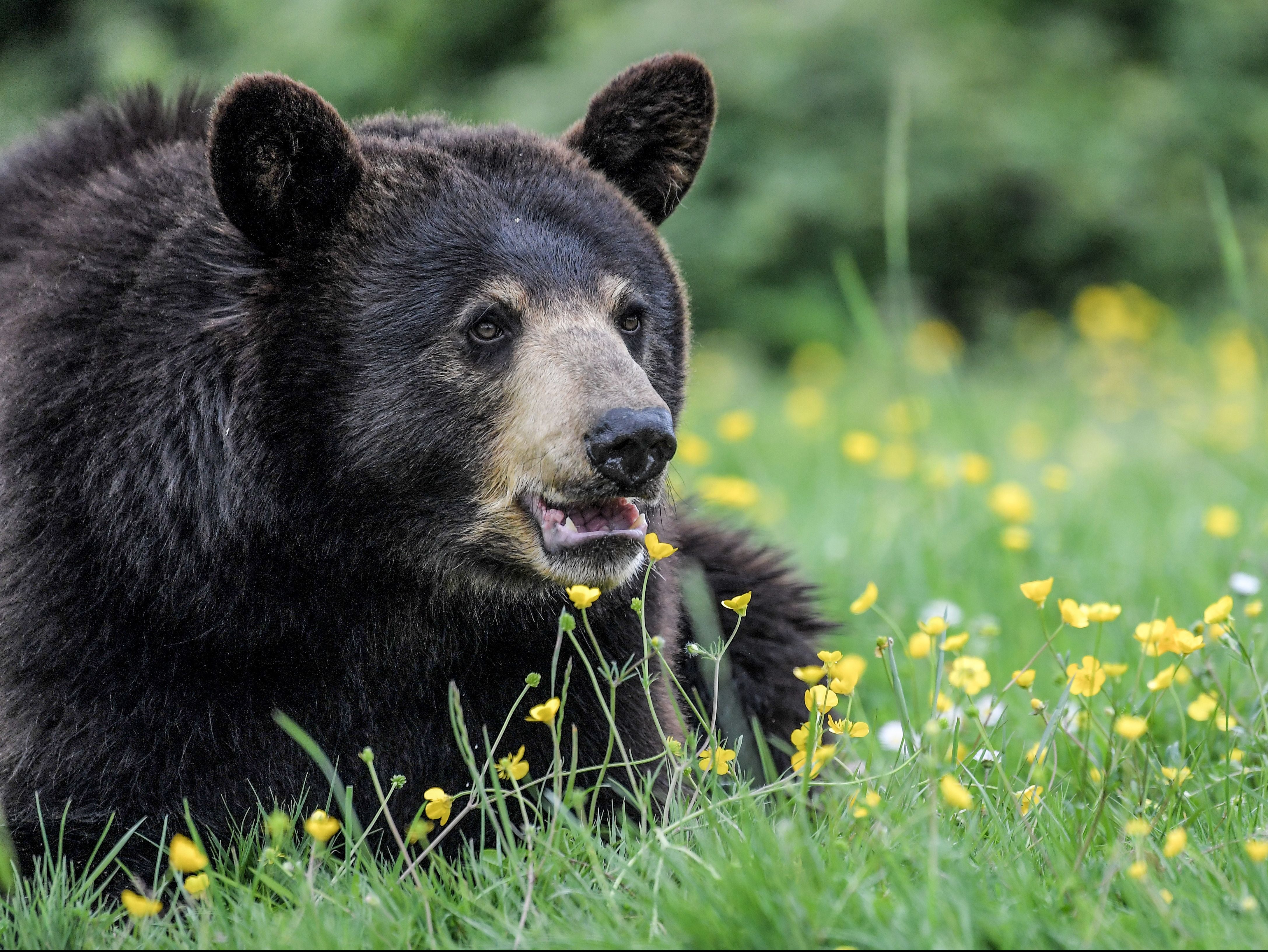 Es ilegal alimentar a los osos Gatlinburg según las regulaciones
publicadas en el año 2000.