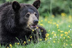 Mujer en Alaska fue atacada por un oso mientras estaba en una letrina