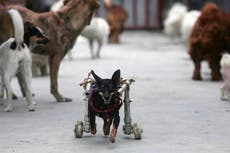 ‘The Animal Rescue Show’: el documental que promete hacerte llorar