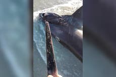 Tiburón aparece en una playa tras ser apuñalado por un pez espada