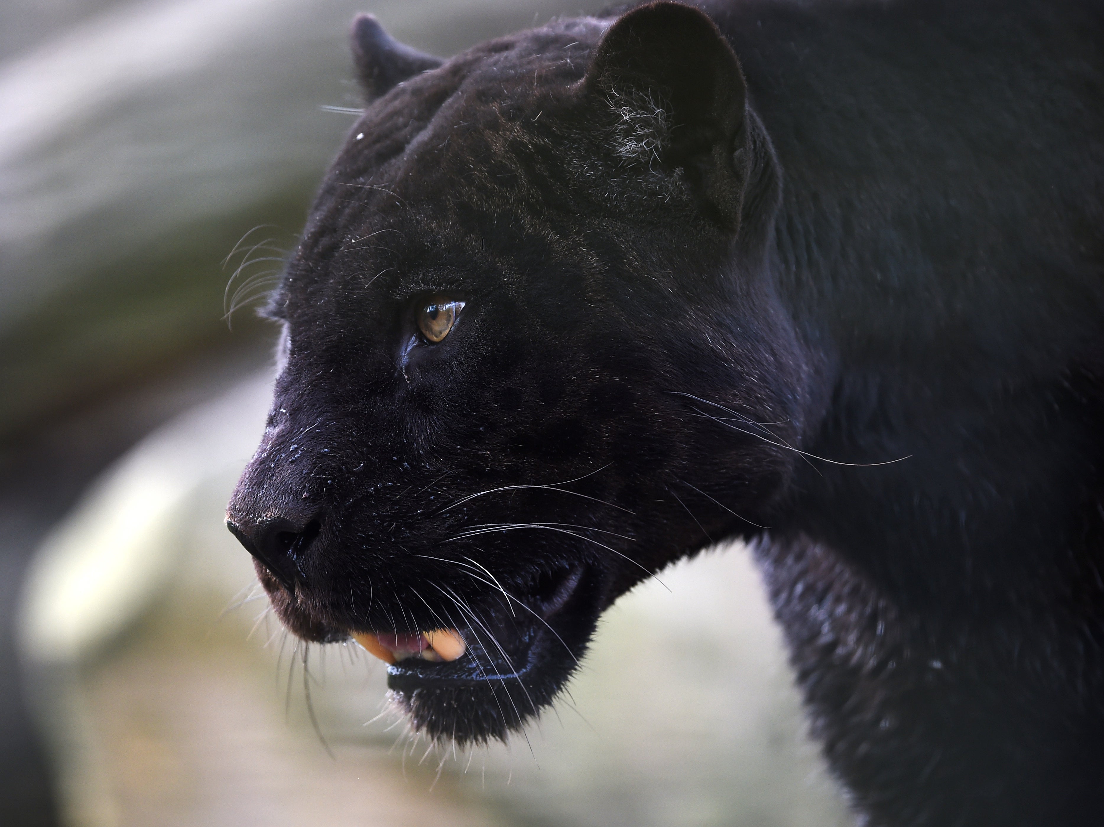 Una pantera negra pasea por su recinto en el Zooparc de Beauval en Saint-Aignan, Francia central