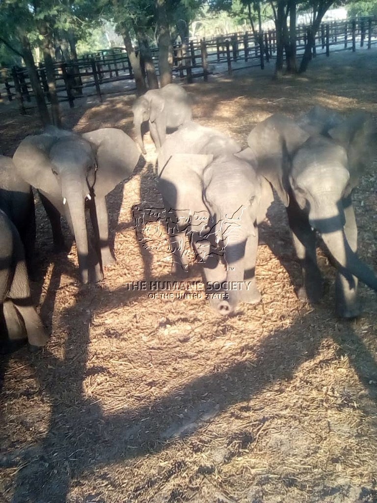 Más de 30 elefantes bebés de Zimbabwe fueron mantenidos en cuarentena a la espera de su distribución a parques de atracciones y otras instalaciones dentro de China.