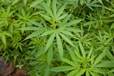 ONU saca al cannabis de la lista de drogas más peligrosas