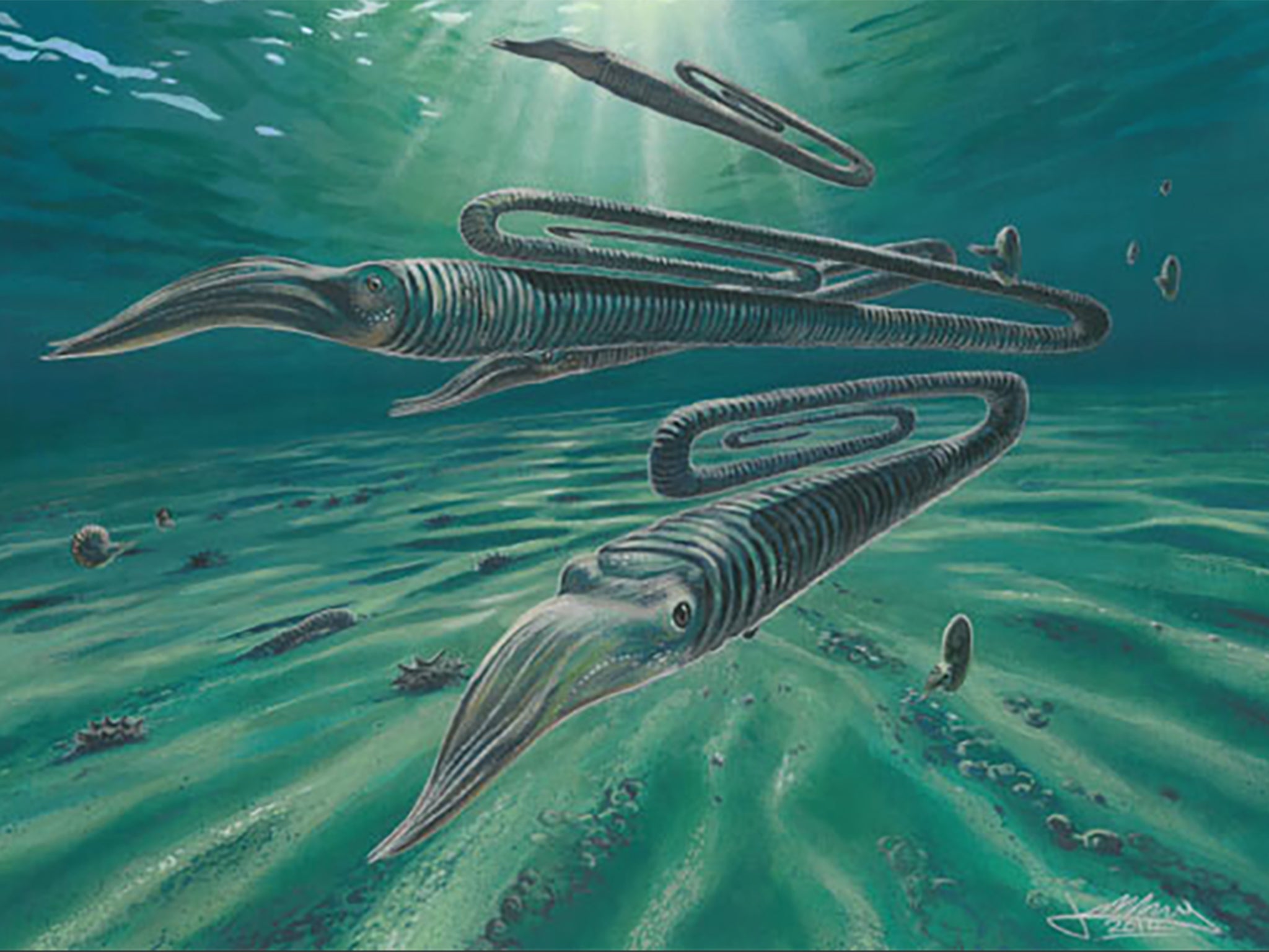 <p>El Diplomoceras maximum vivió en las aguas alrededor de la Antártida y su población sufrió un evento de extinción masiva al mismo tiempo que los dinosaurios.</p>