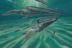 Diplomoceras máximum, el extraño animal con forma de clip que vivía hasta 200 años