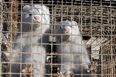 ¿Qué tan peligrosa es la nueva mutación del visón del coronavirus?