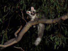 Encuentran en Australia dos nuevas especies de marsupiales